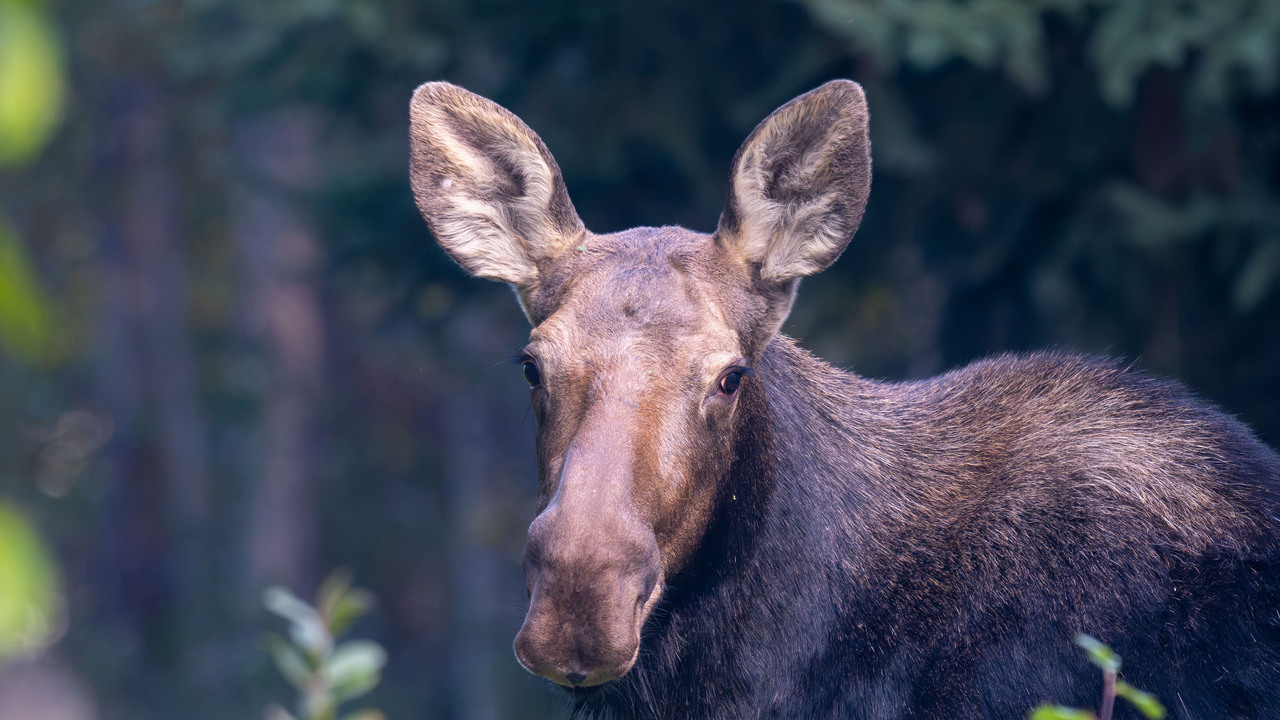 Moose Portrait