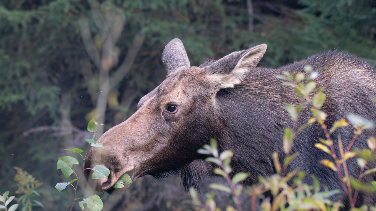 Moose