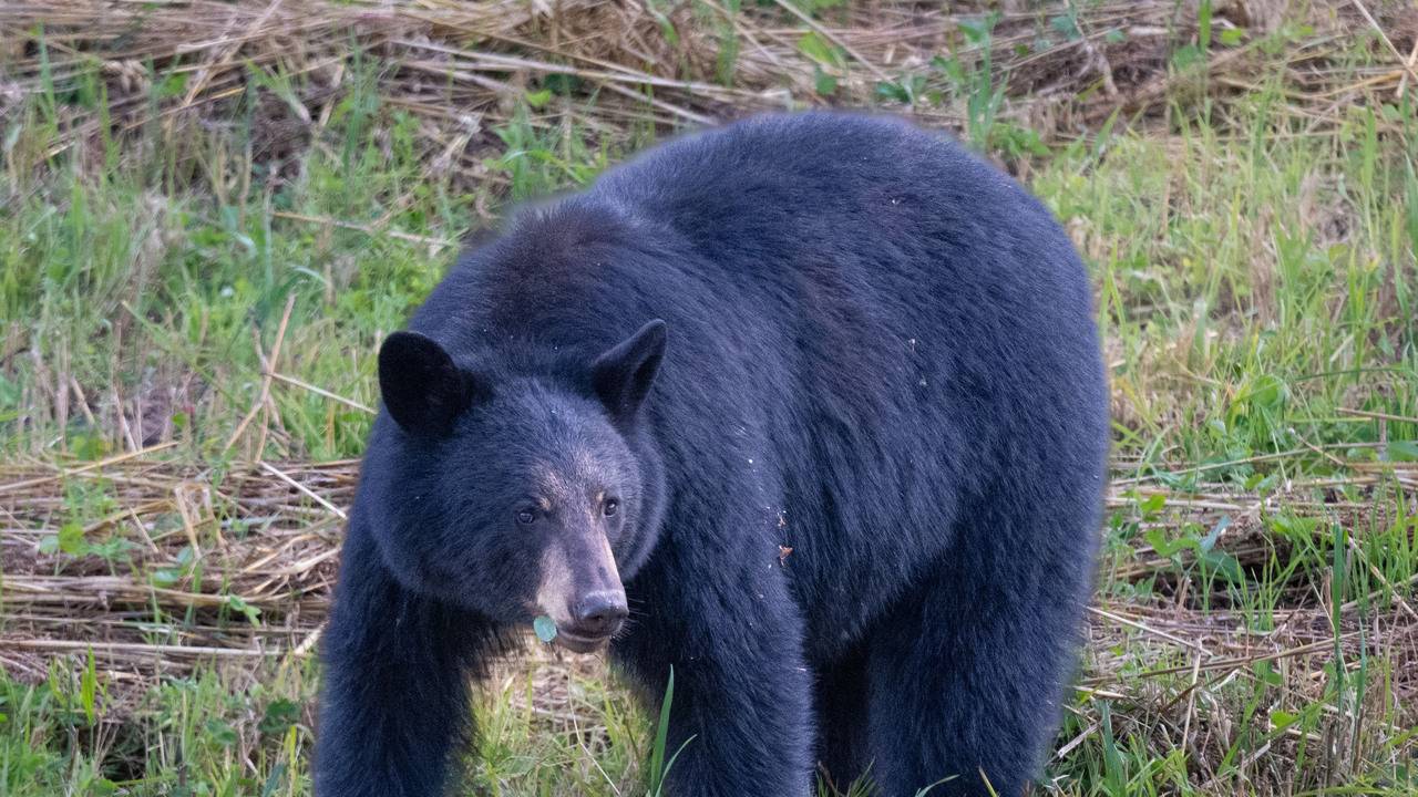Hungry Bears