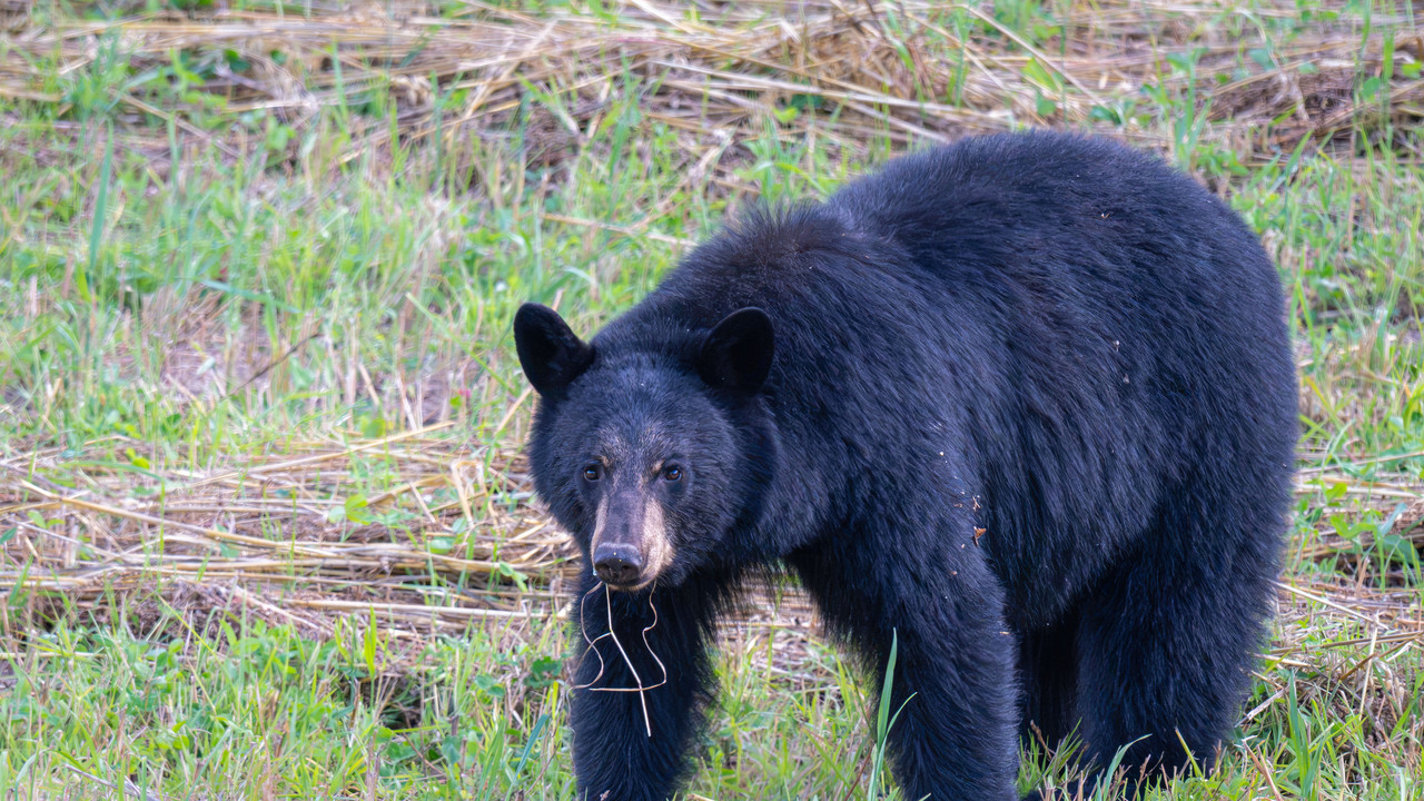 Hungry Bear