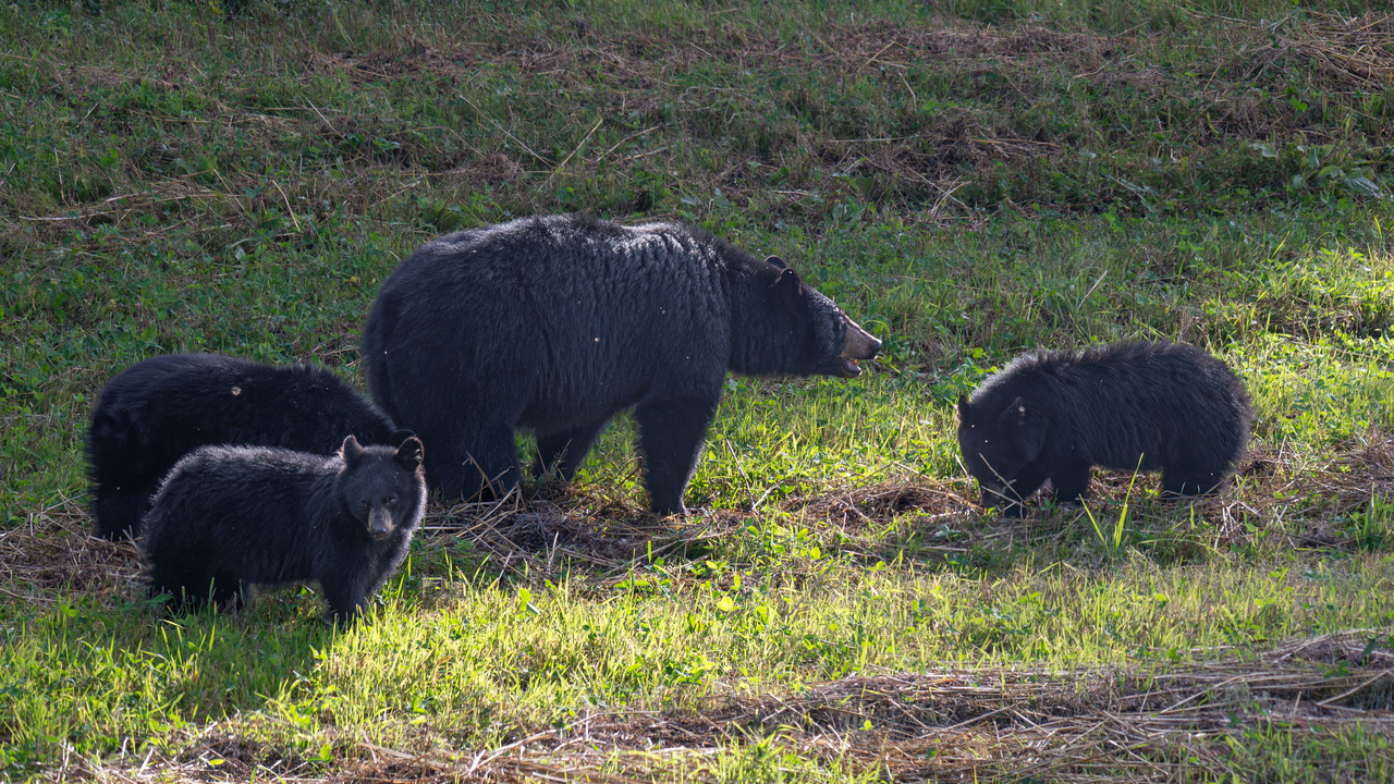 Hungry Bears