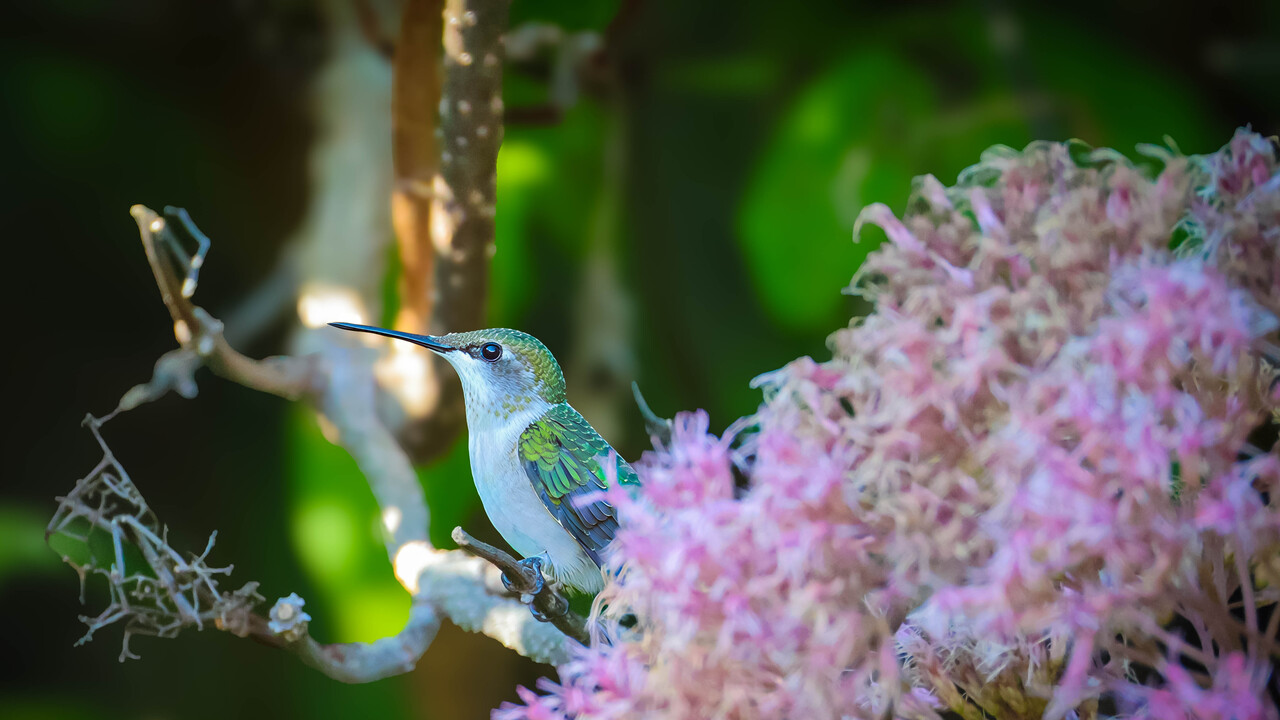 Hummer