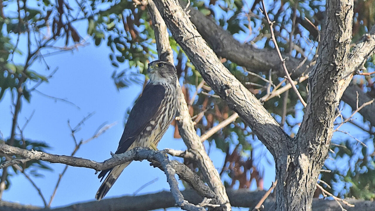 Merlin Falcon