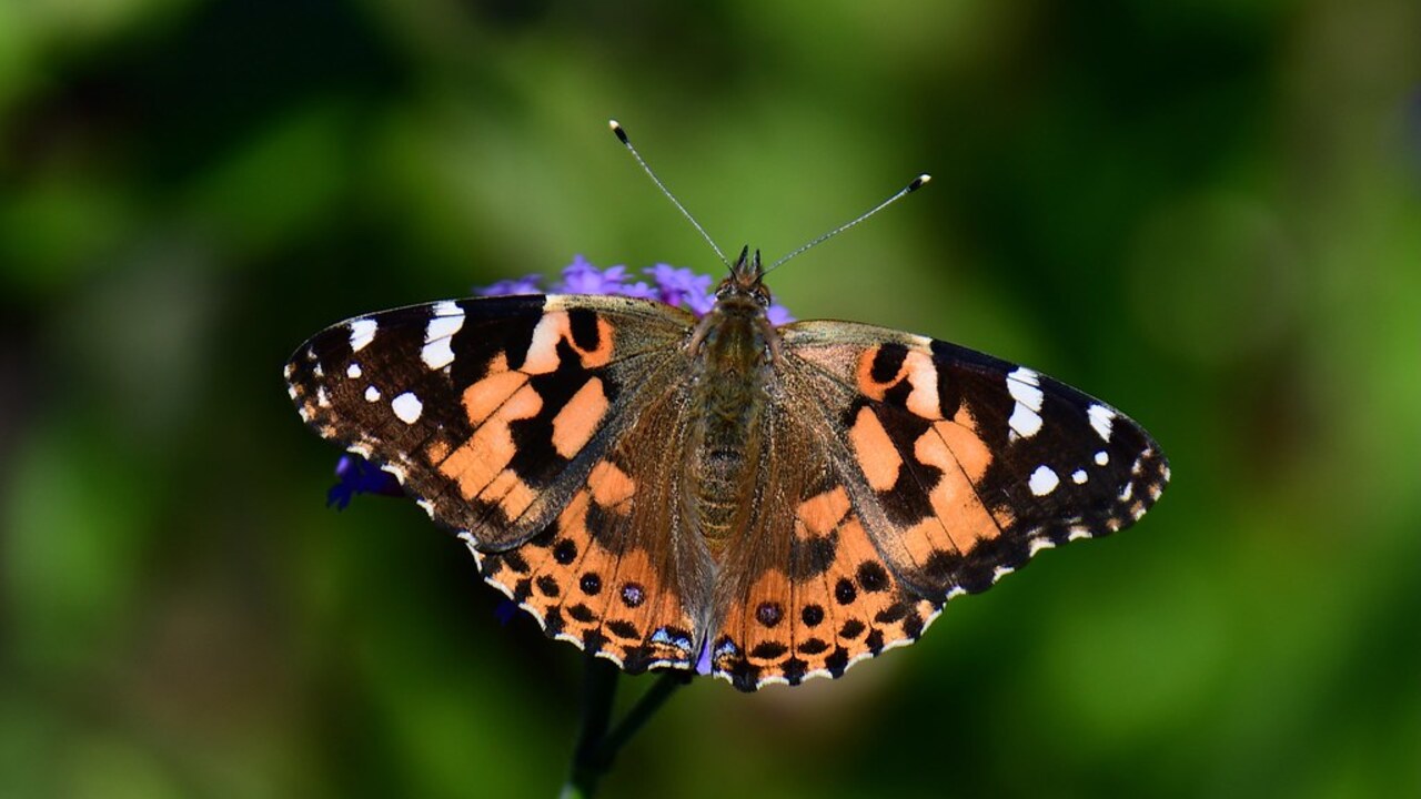Painted Lady Butterfly