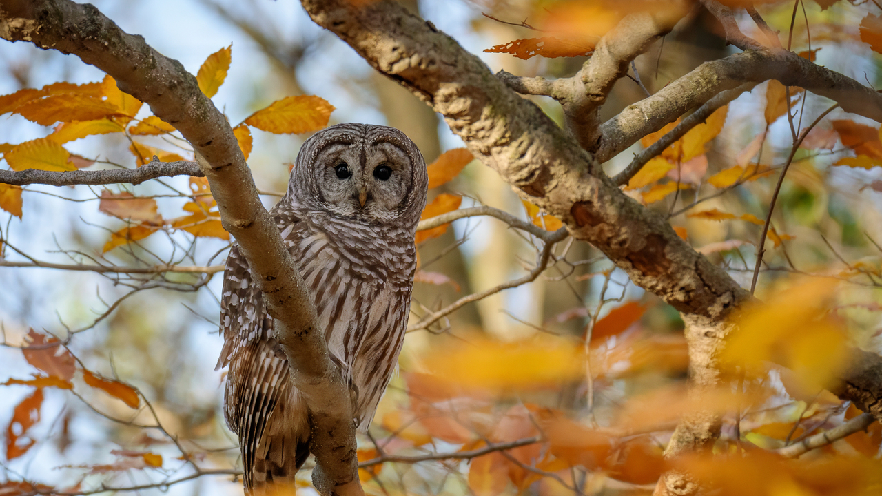 Barred Owl in magnificent autumn colours