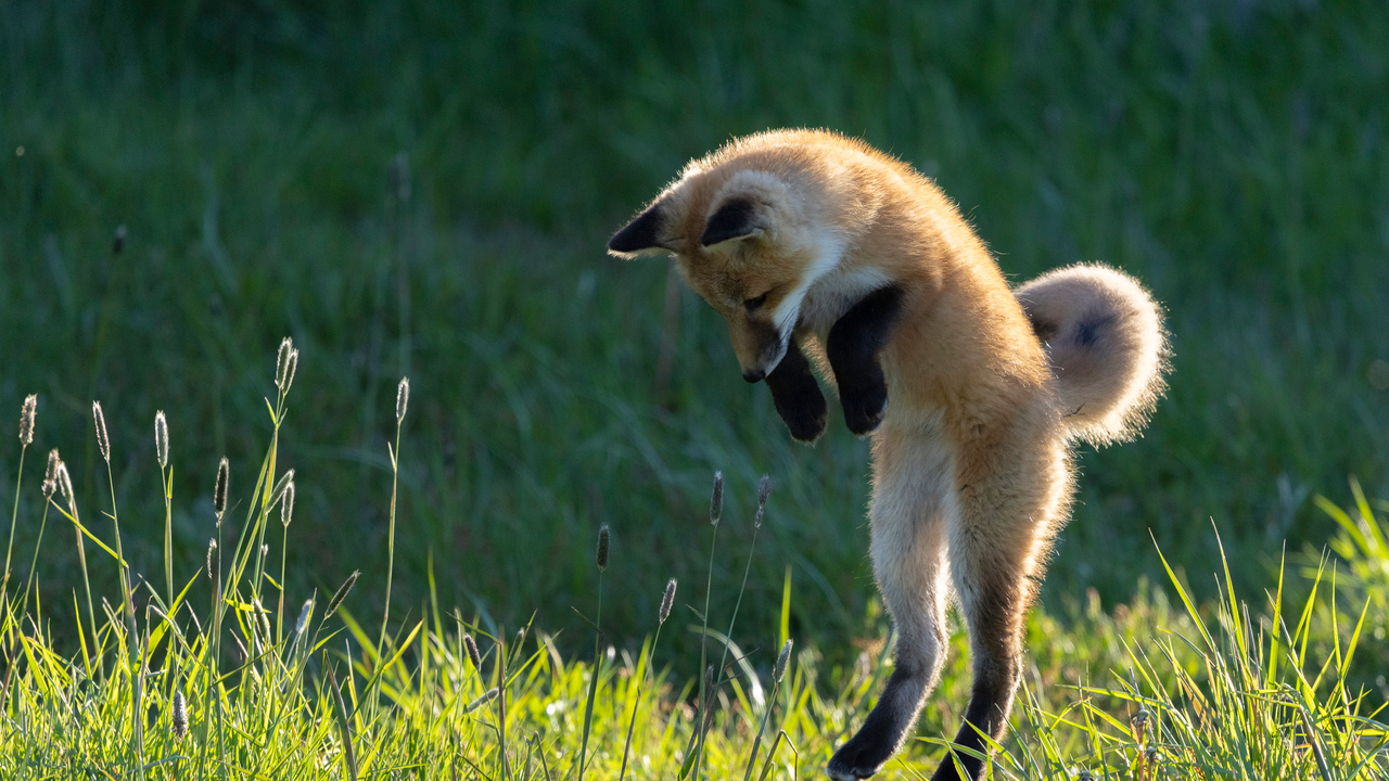The pounce