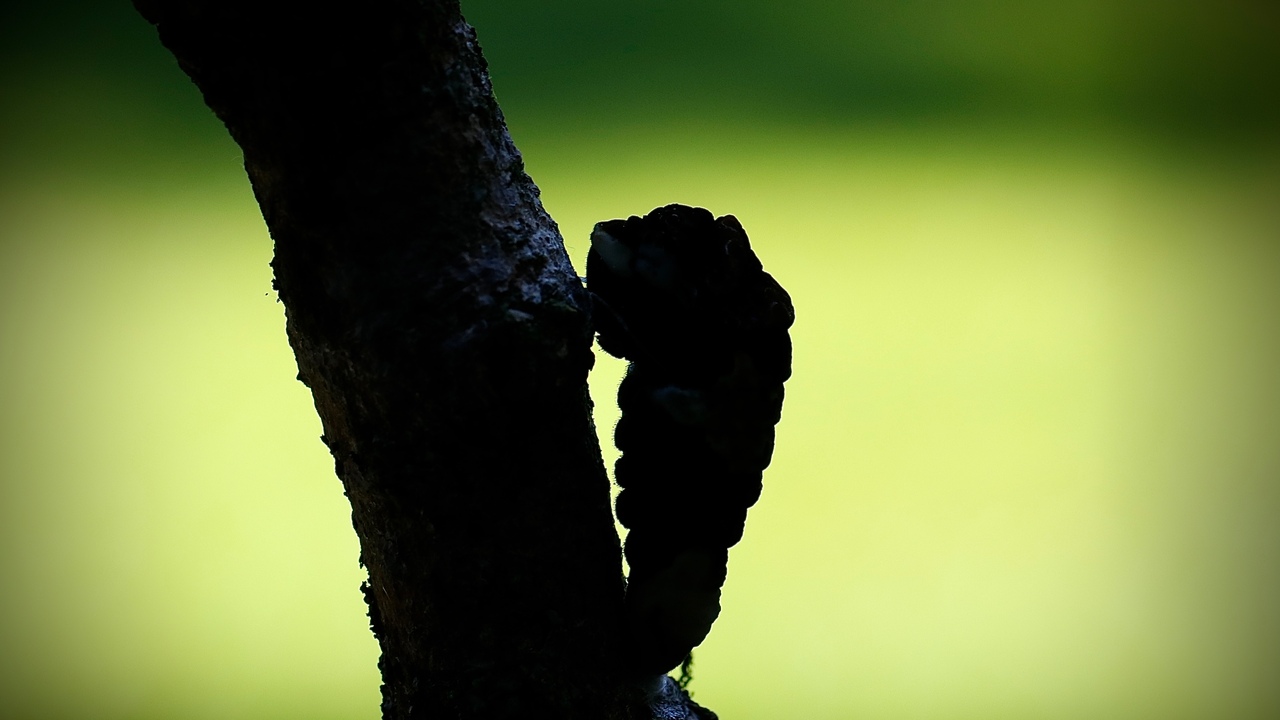 Silhouette