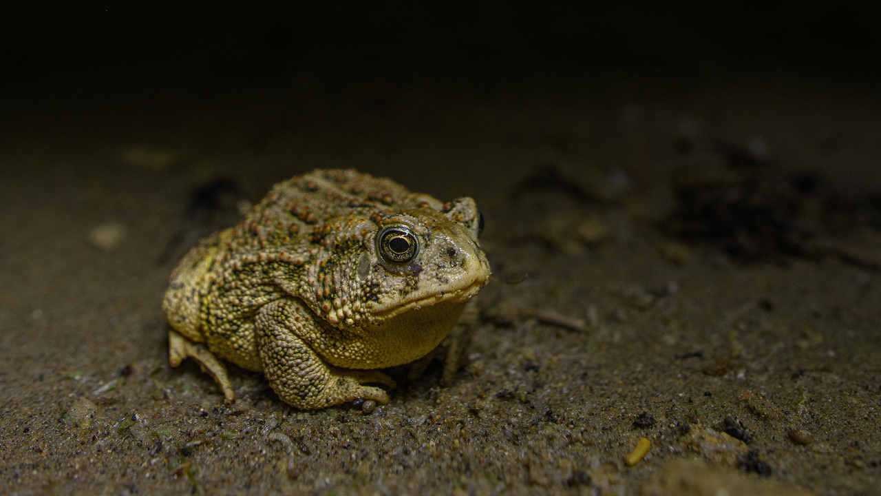 Toadally soaking in protons  