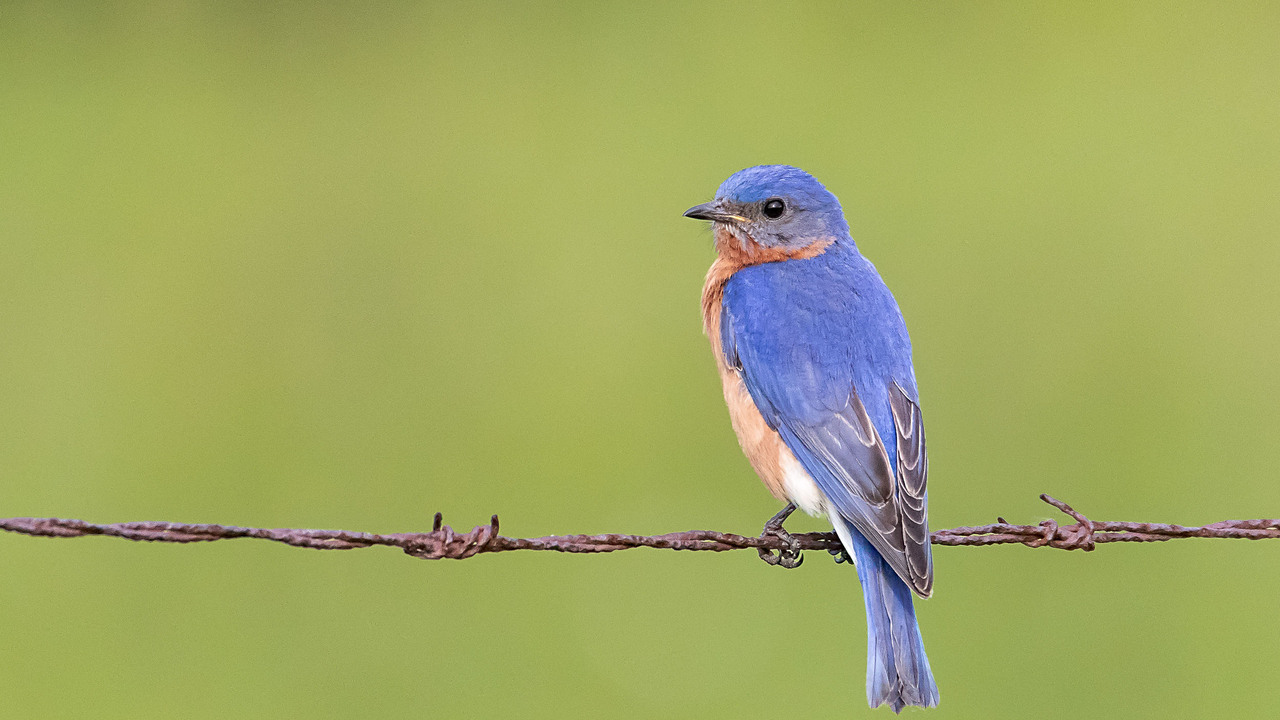Eastern Bluebird