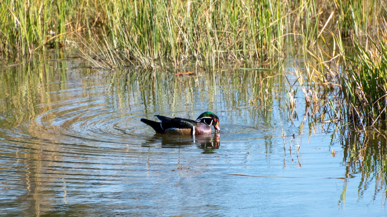 Wood Duck