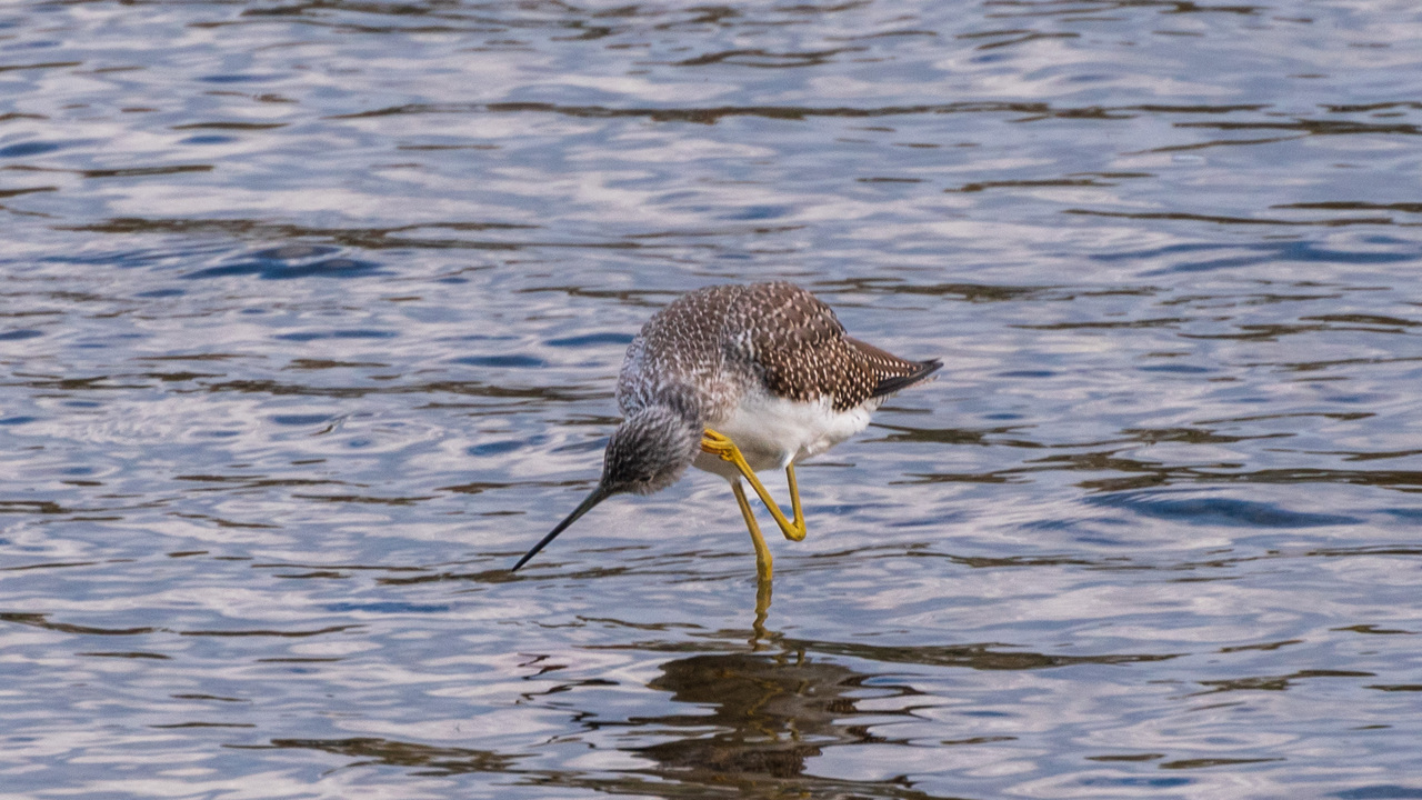 Greater Yellowlegs