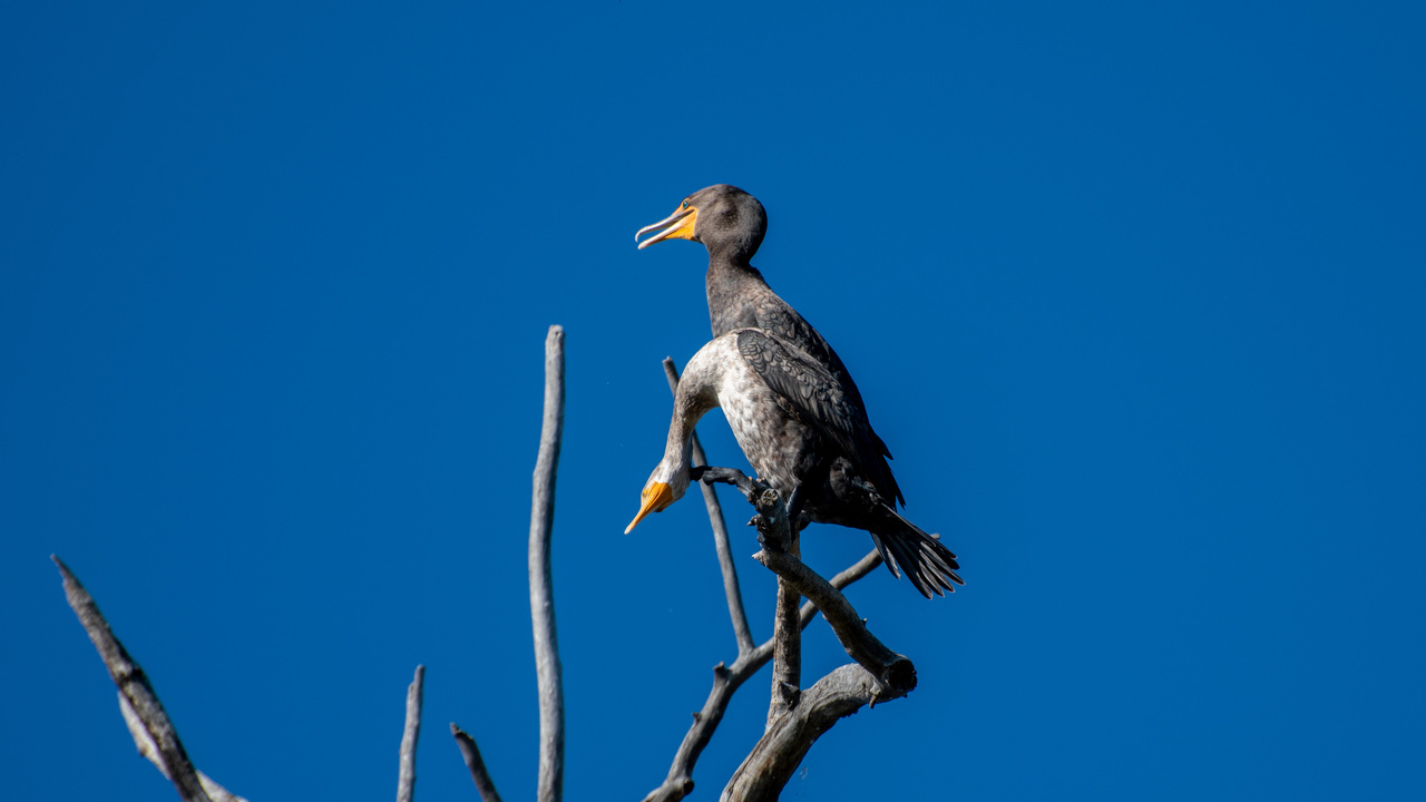 Double Crested Cormorants 