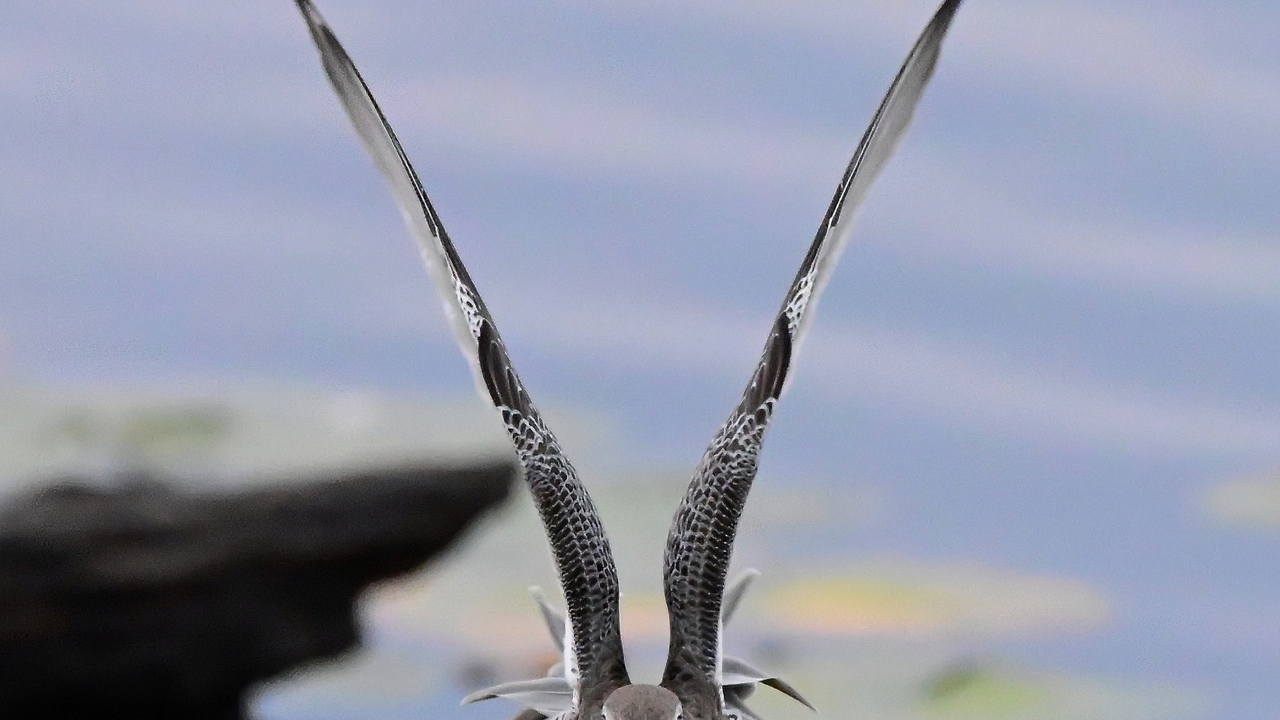 Long Billed Dowitcher