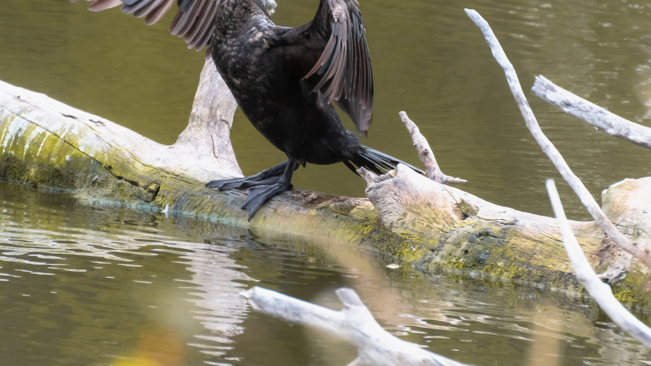 Double Crested Cormorant 