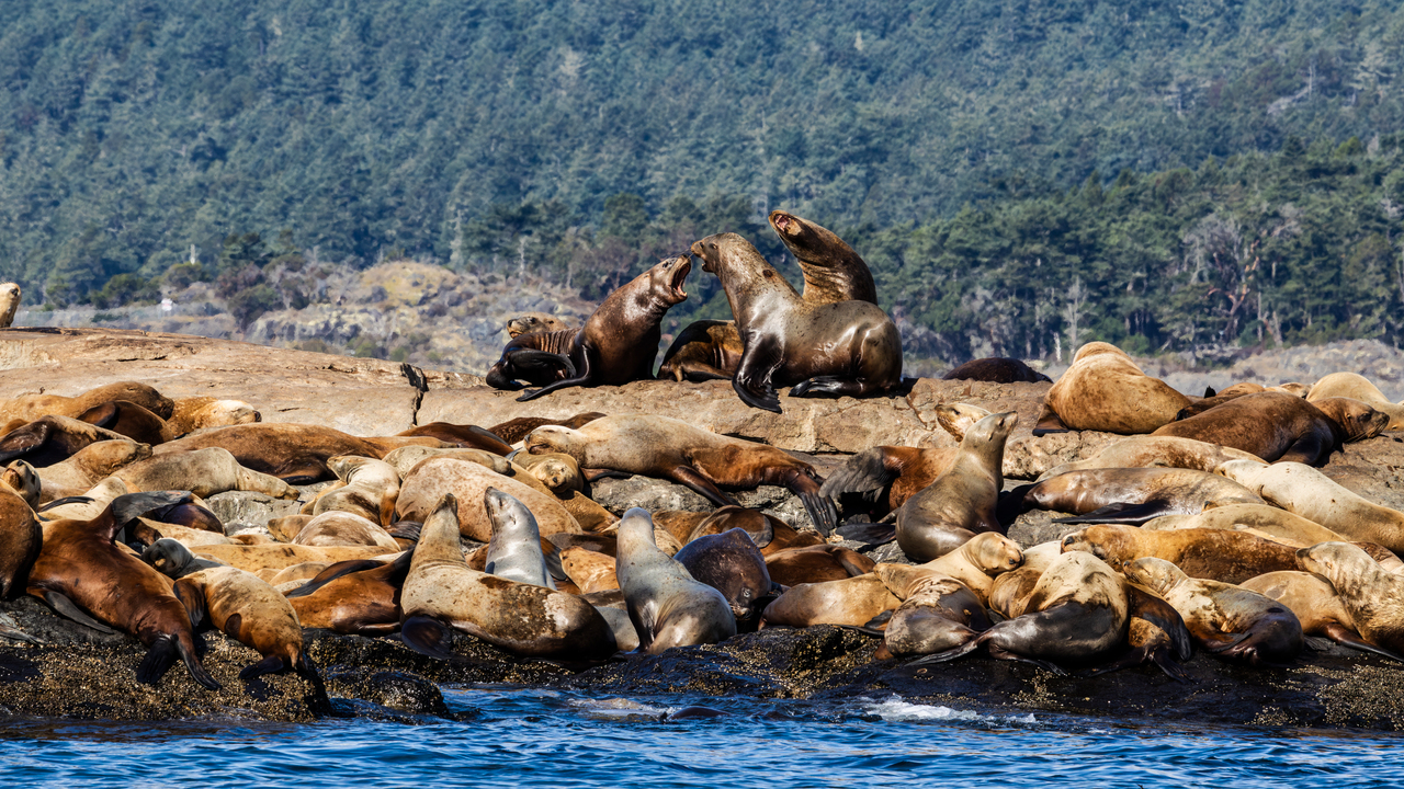 A relatively quiet Saturday in Metchosin.  