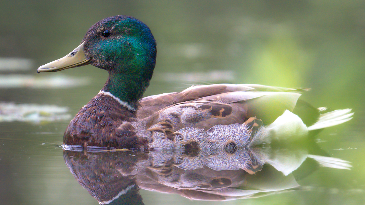 Emerald Reflection