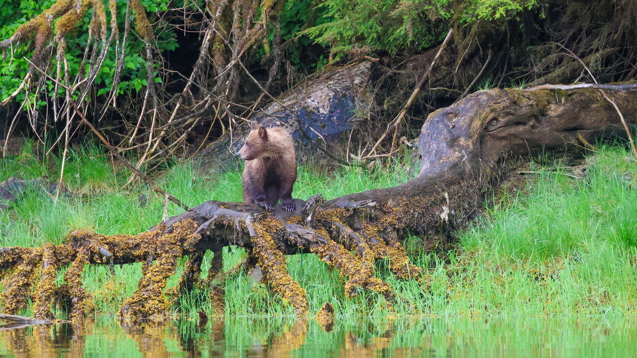 Coastal Brown Bear