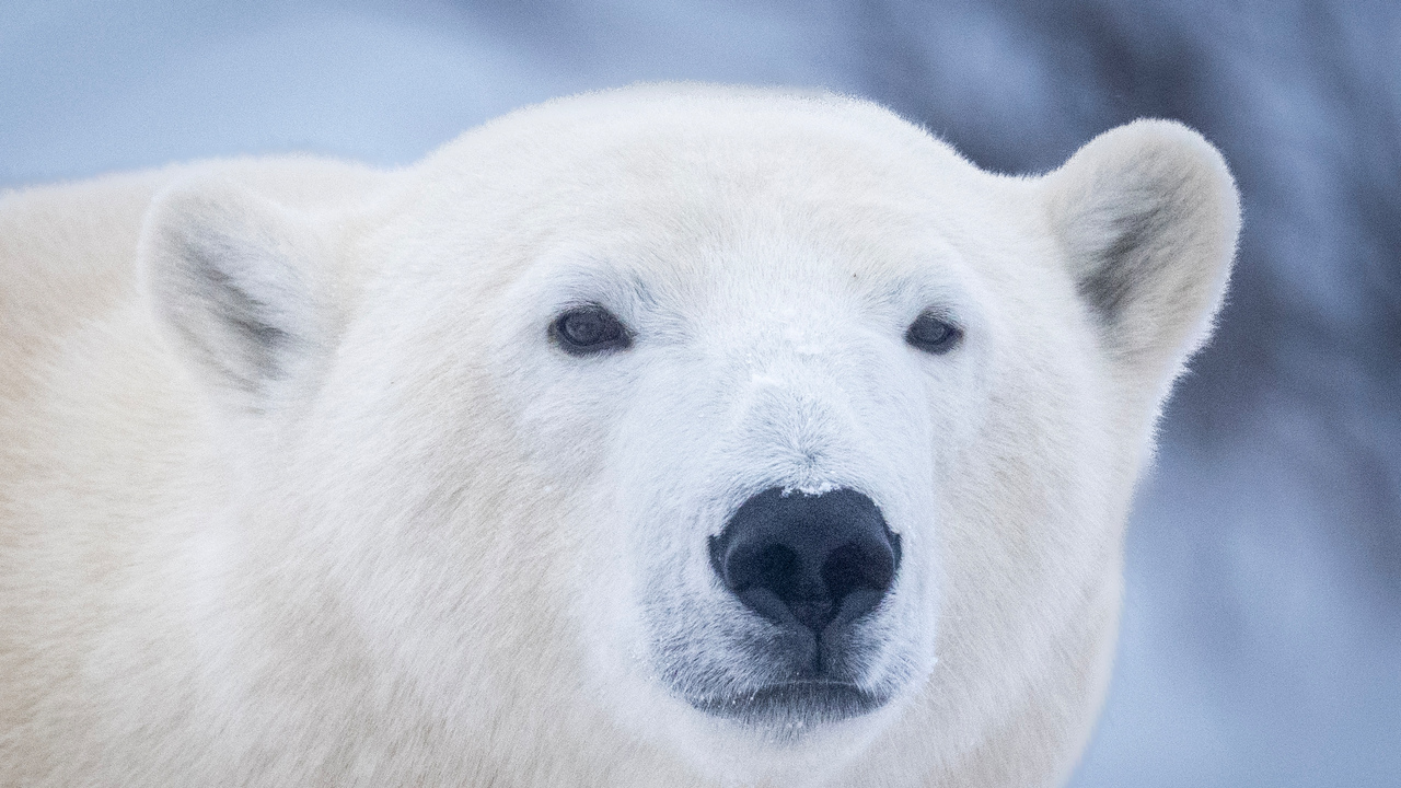 Polar Bear