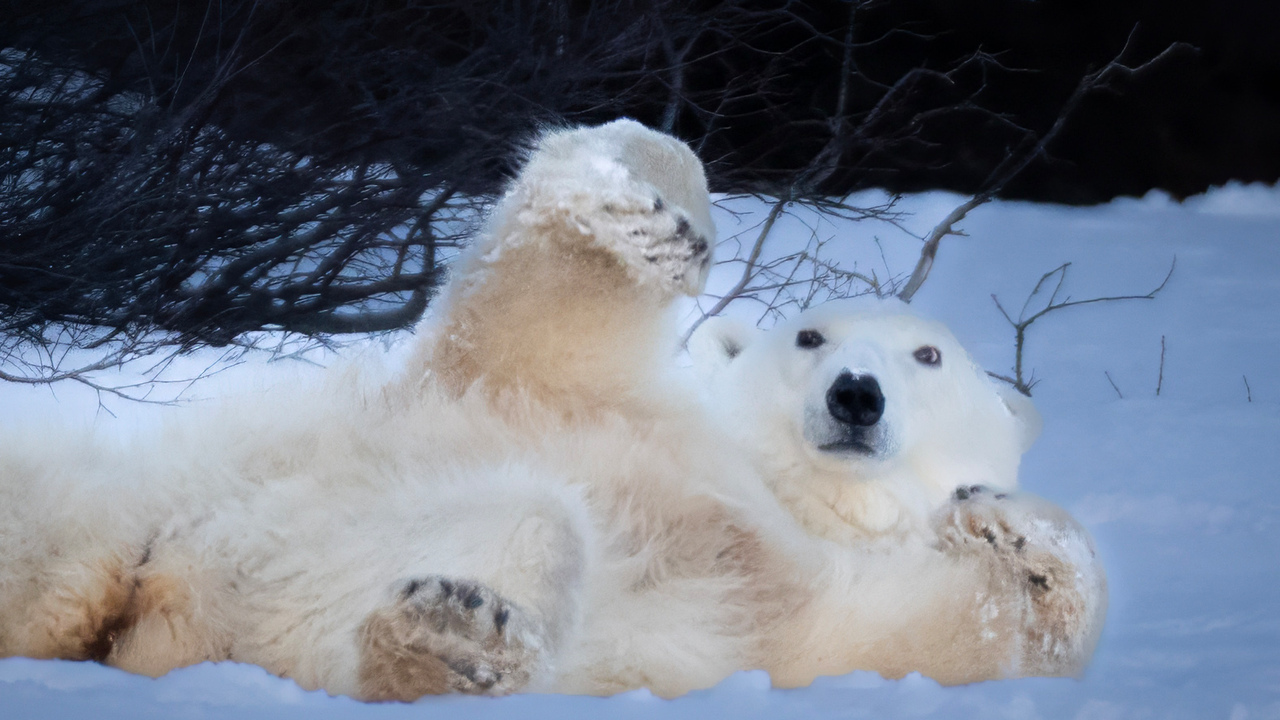 Chill Bear