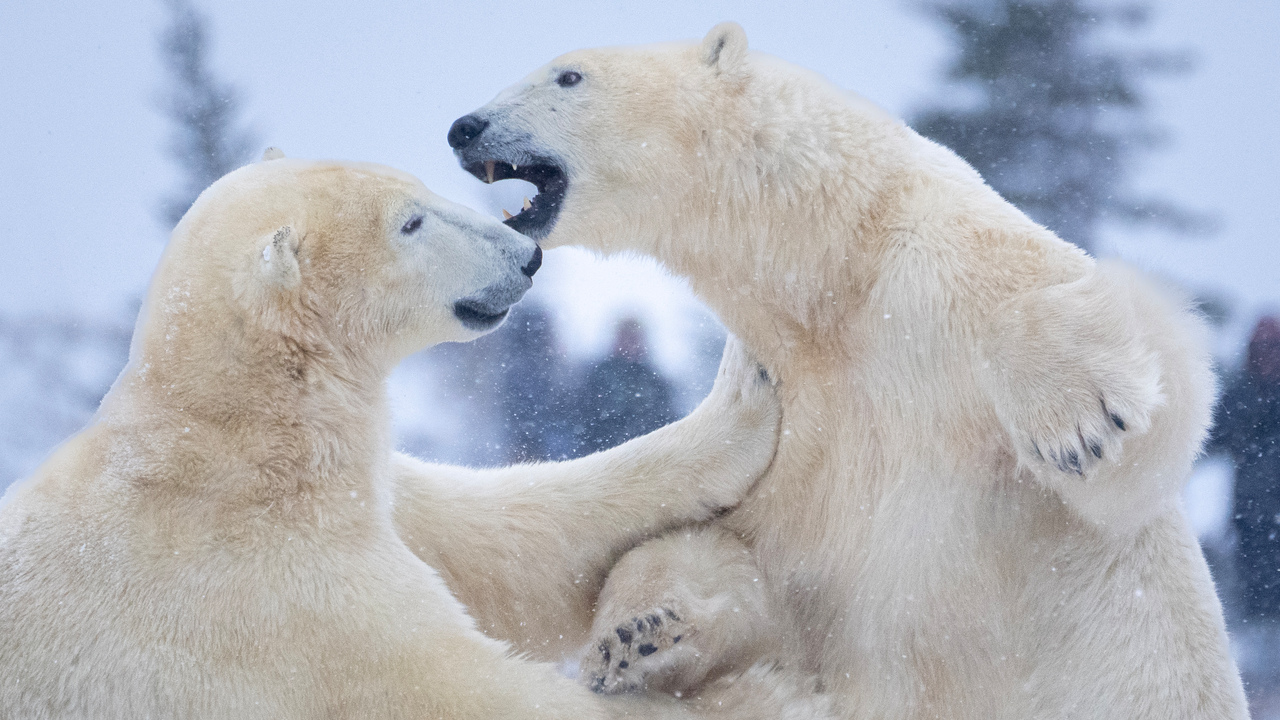 Sparring Bears