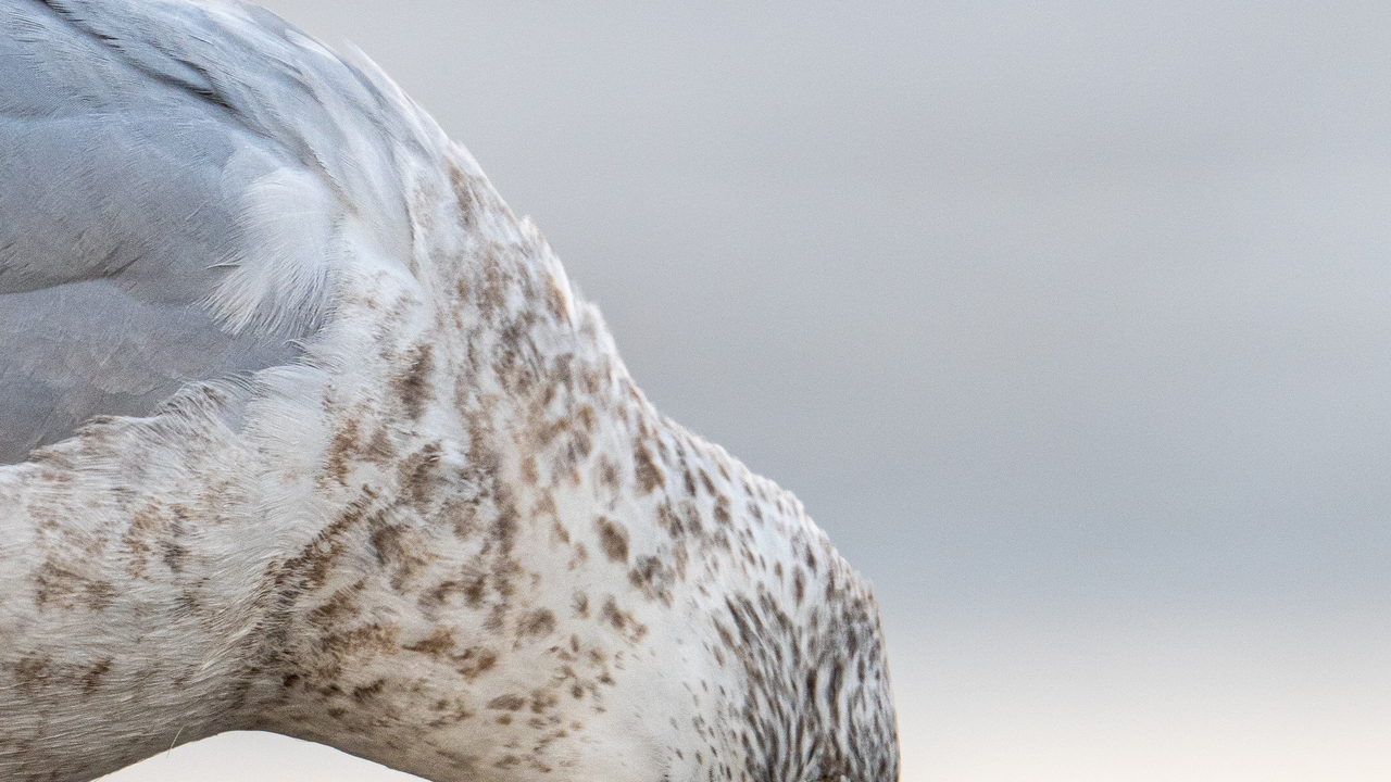 Ring-billed Gull