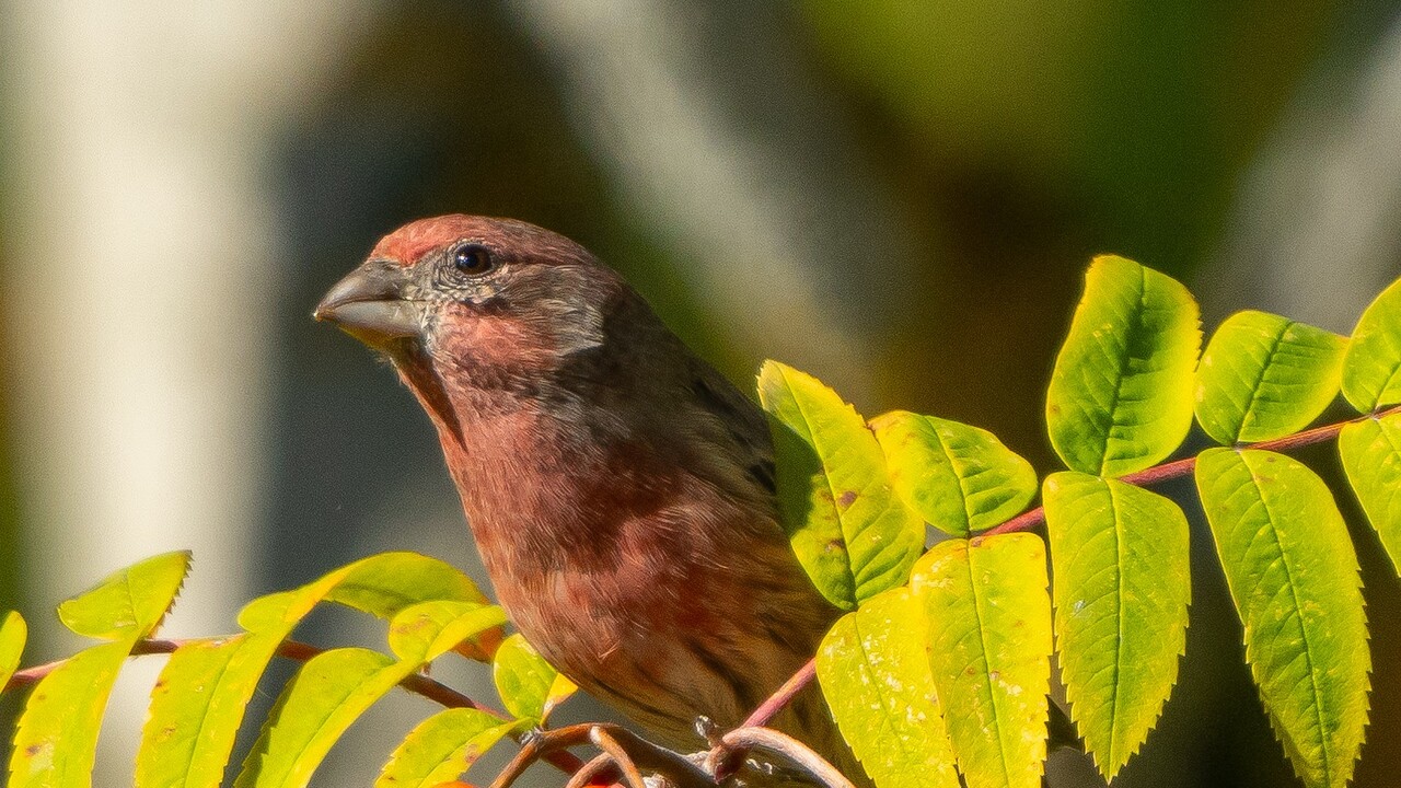HOUSE finch