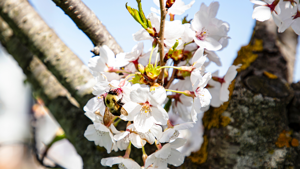 A Bumblebee Enjoying Cherry Blossom Flowers