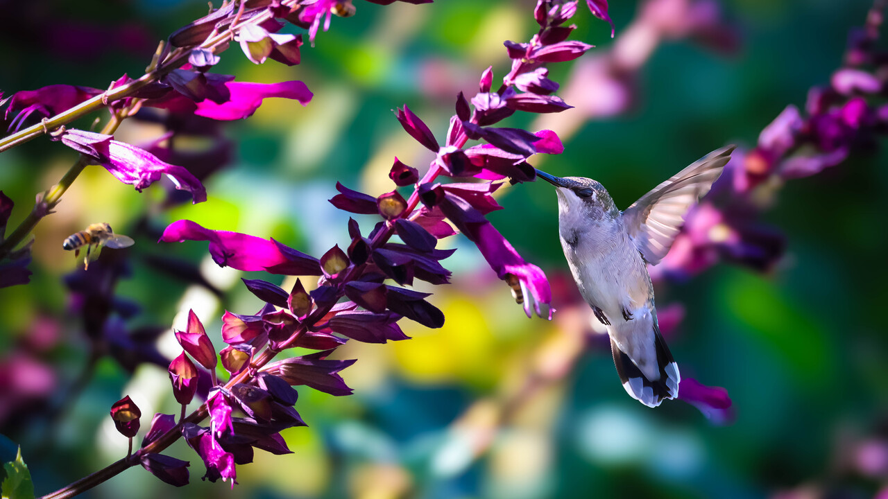 Nature's perfect choreography