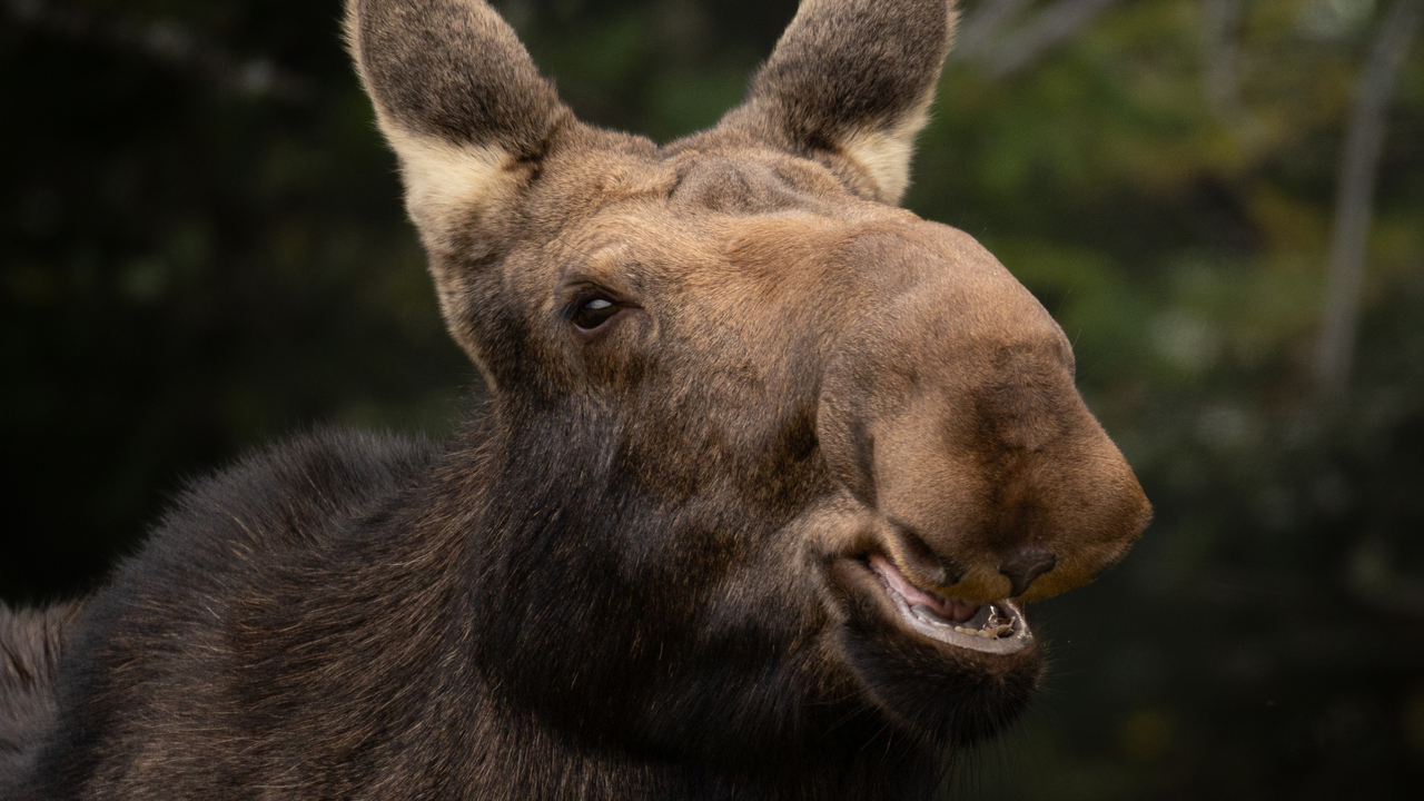 “Say Cheese!” — An Algonquin Moose