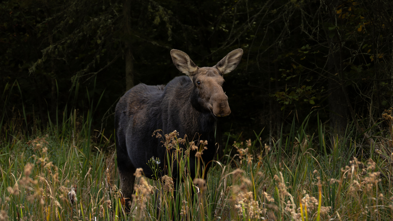 Among the Reeds — An Algonquin Moose