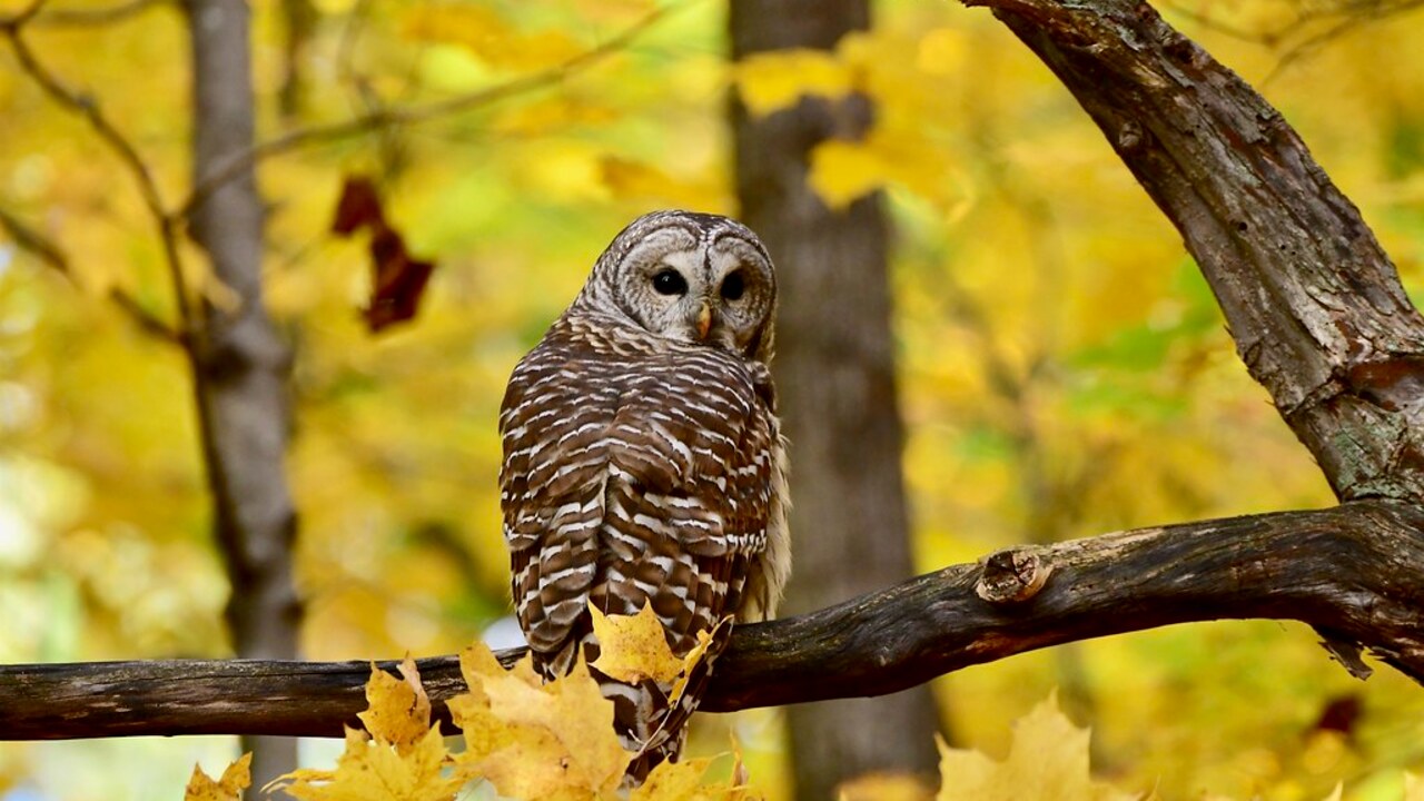 Autumn Owl
