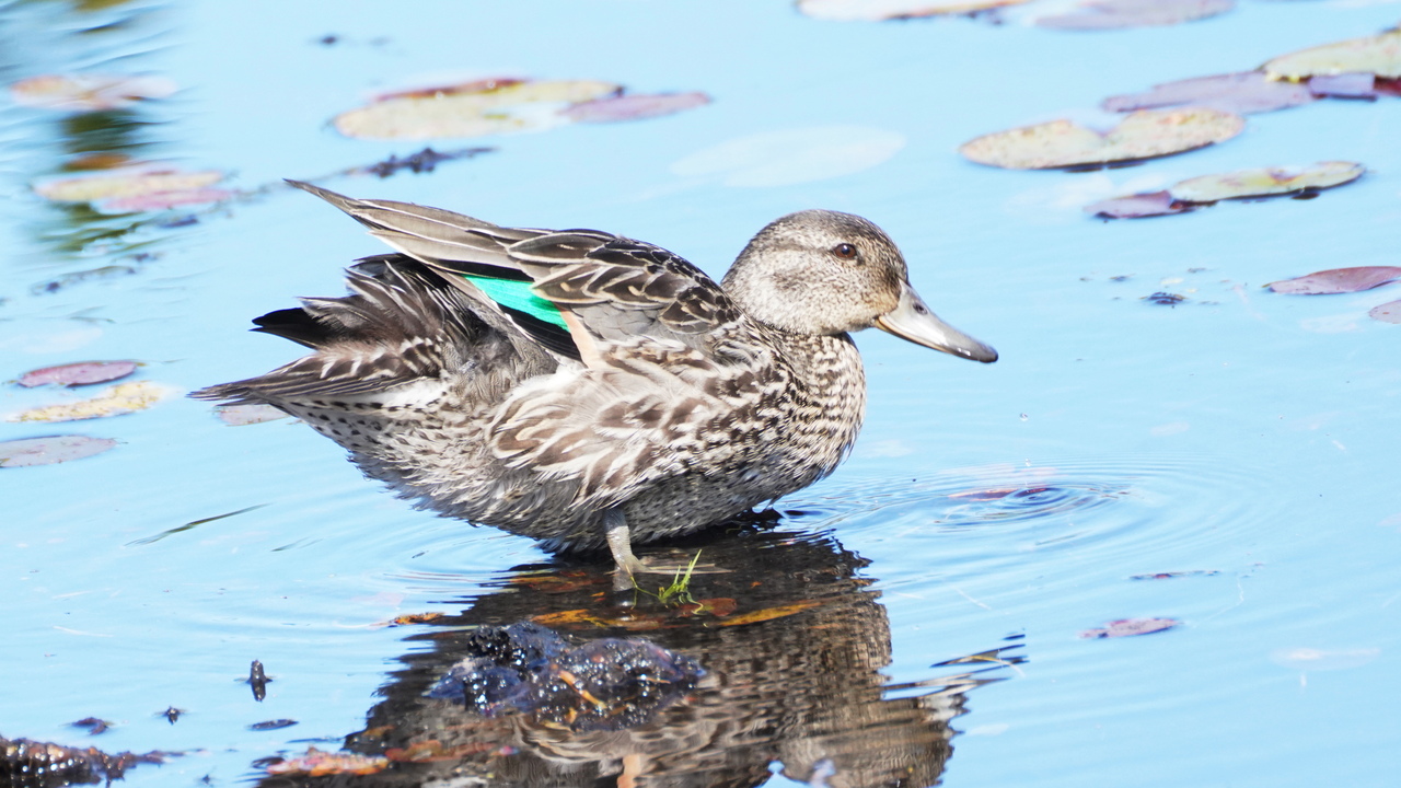 Green-winged teal