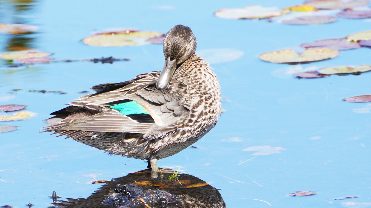 green-winged teal