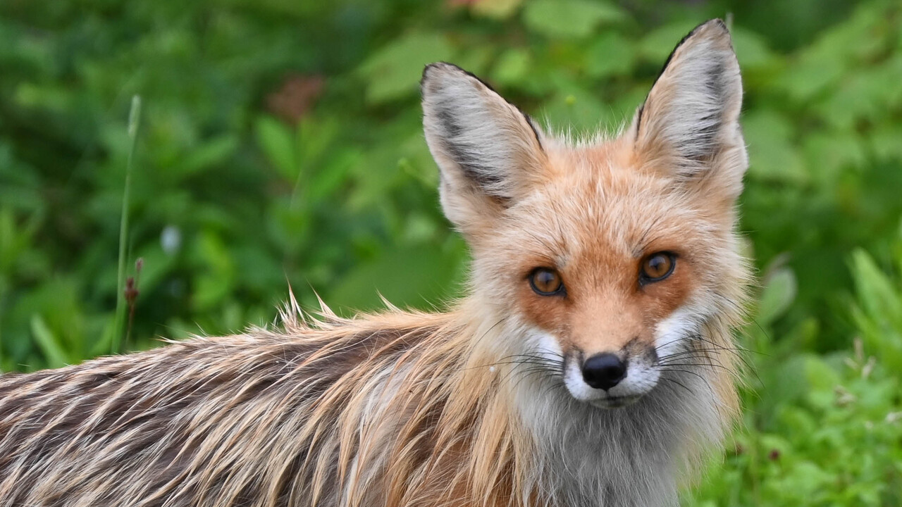 Fox