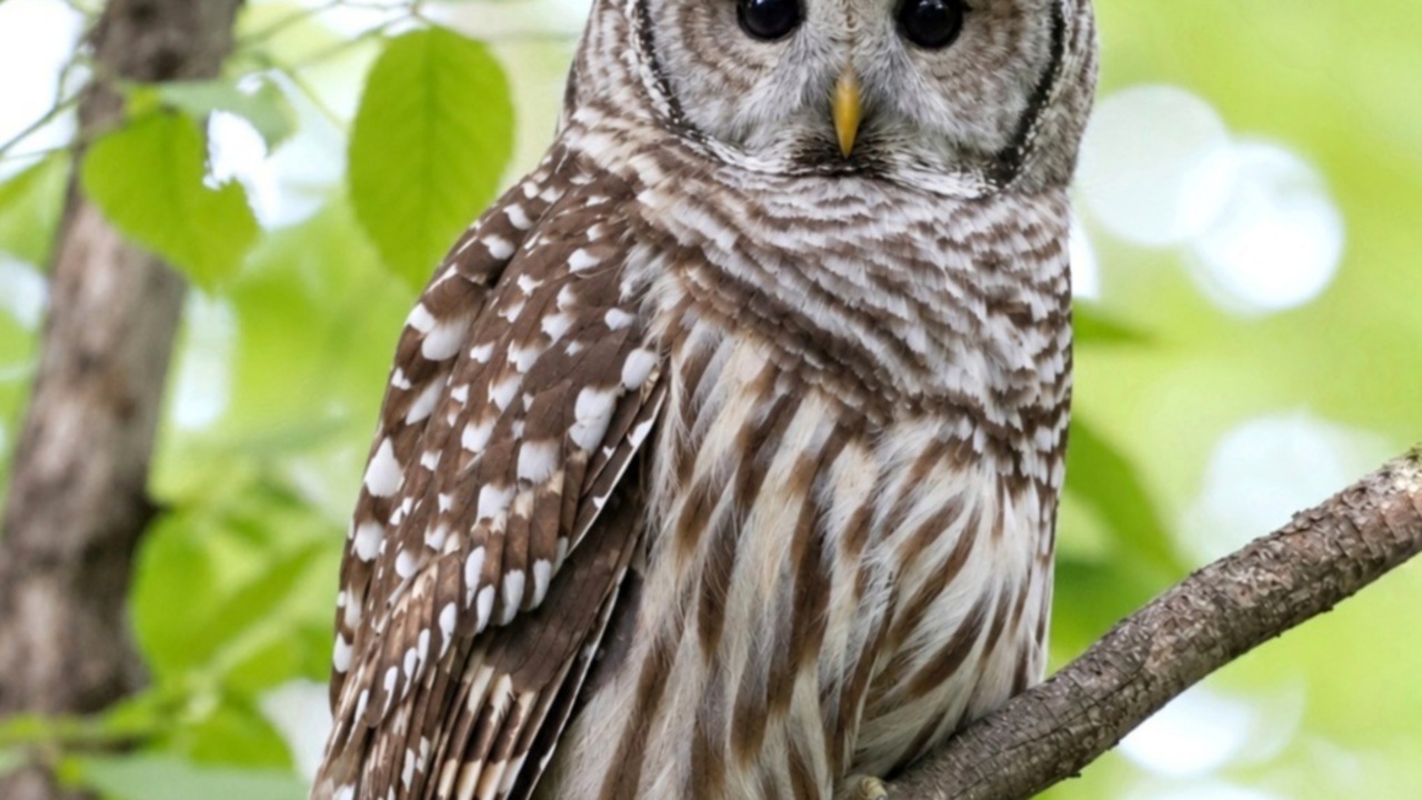 Barred Owl