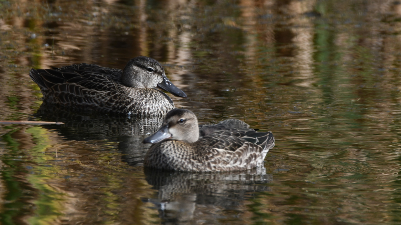 A pair of Bluewing Teal