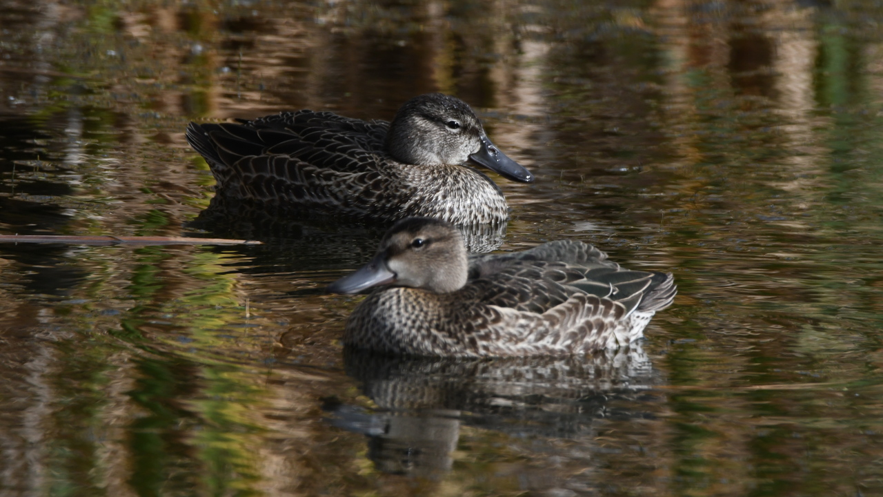 A pair of Teal