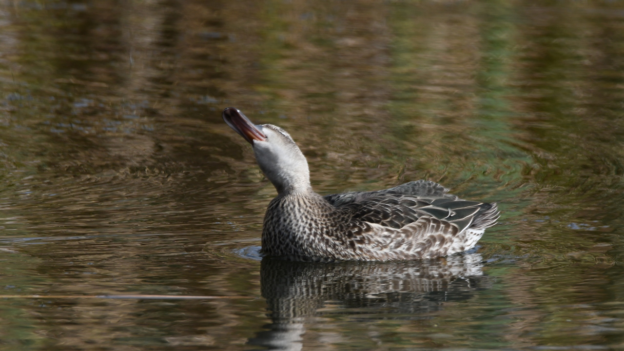 Stretching its neck