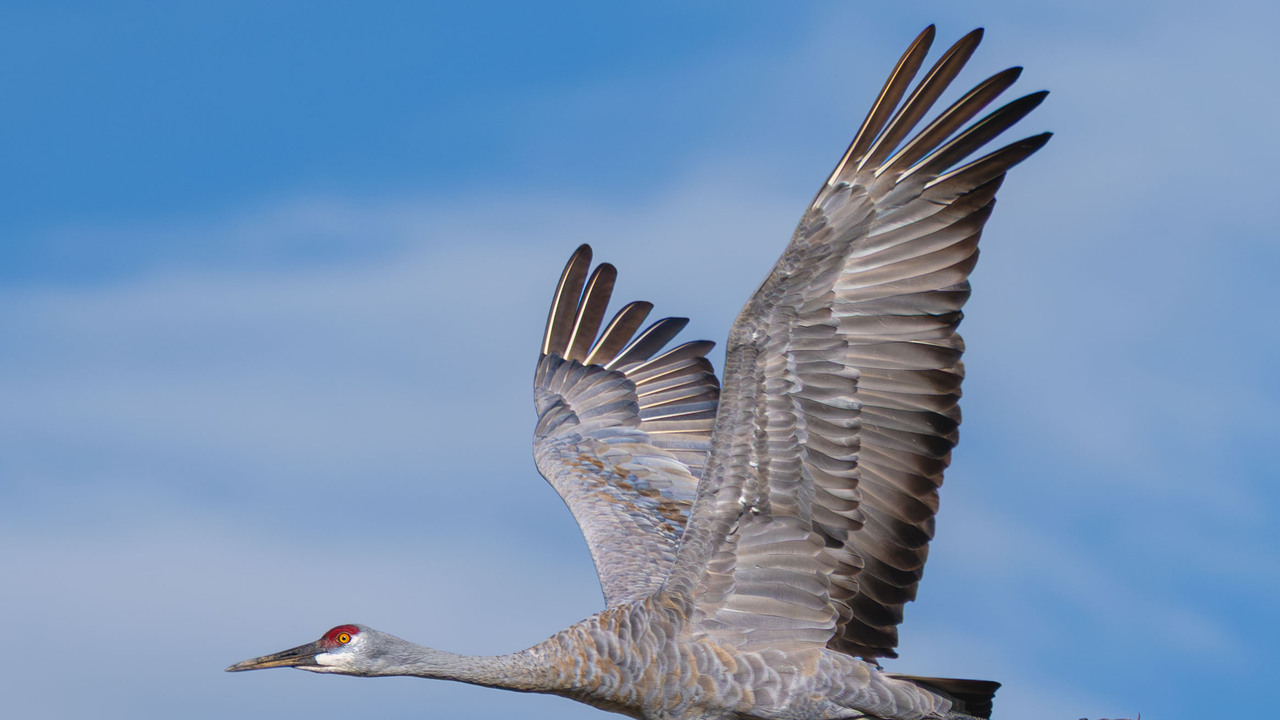 Sandhill Crane