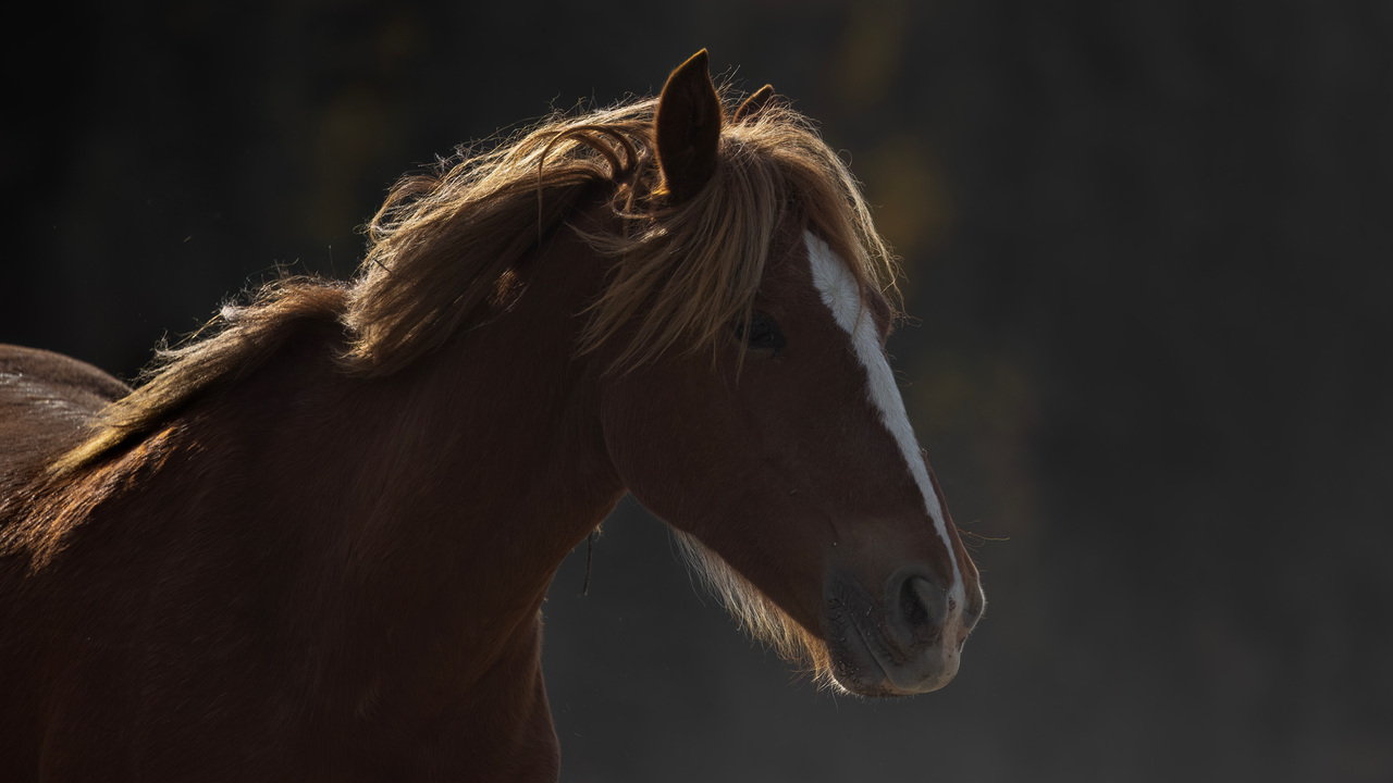 Wild Horse's life