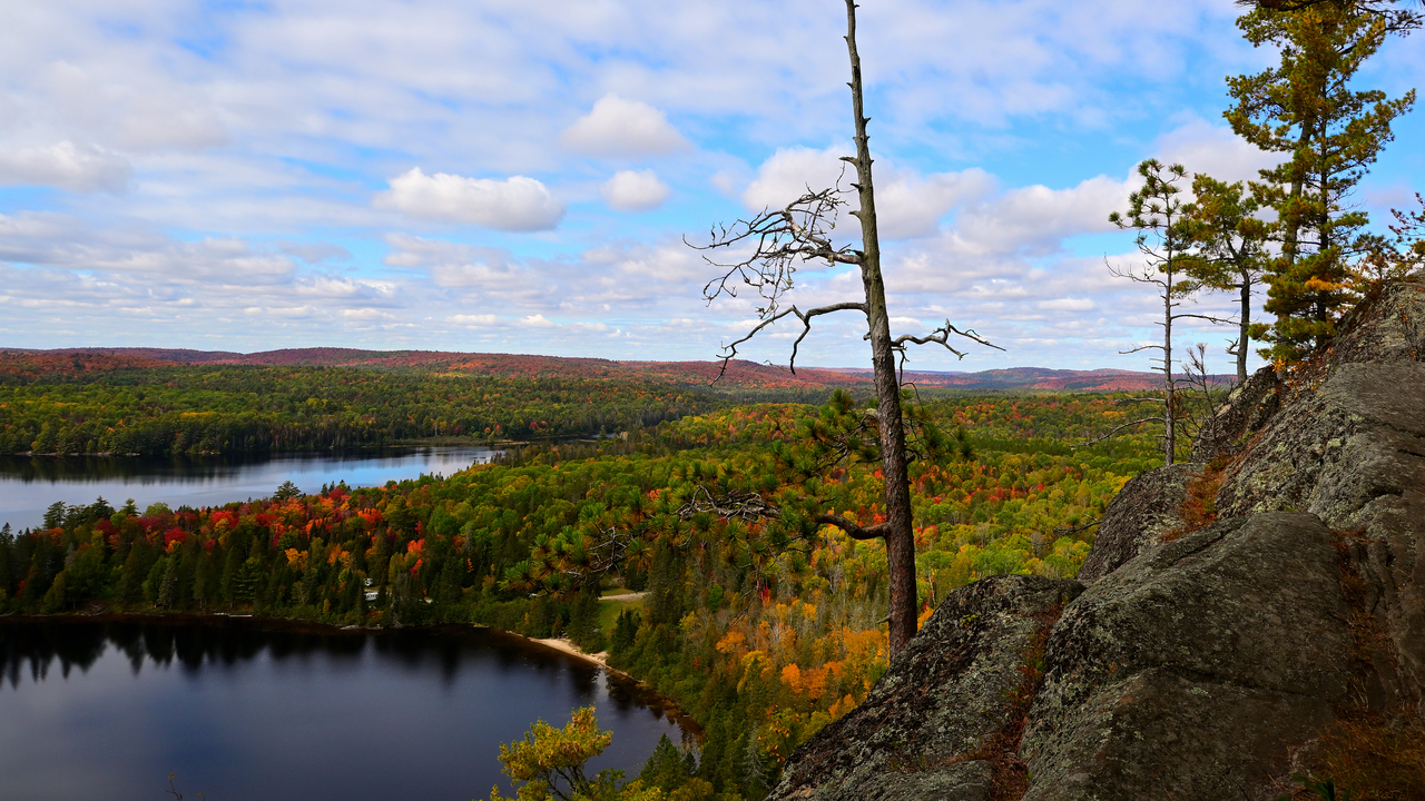 The Dead Tree