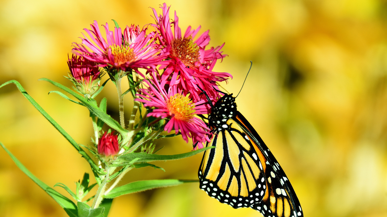 Monarch in autumn