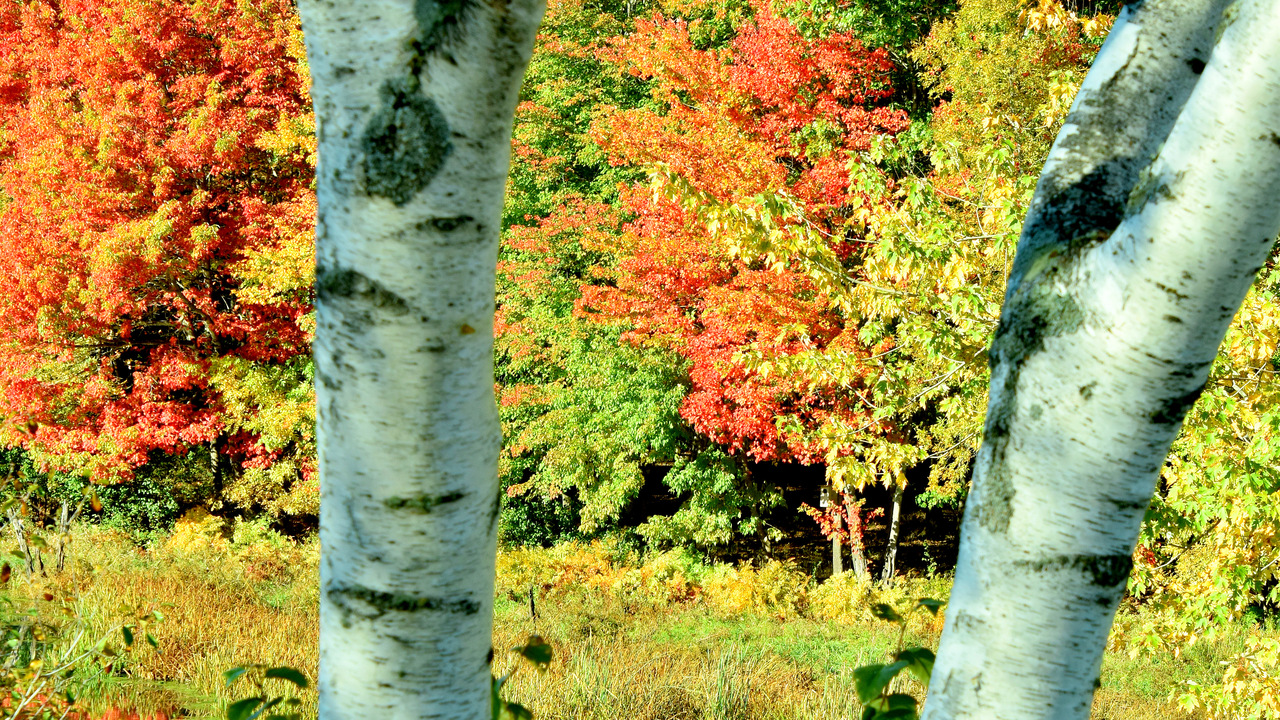 Autumn Hues