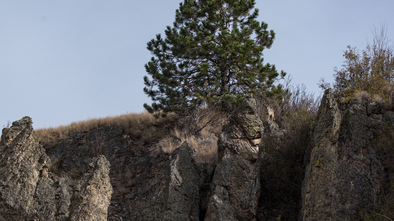 Coyote on hoodoos