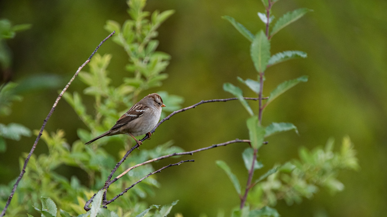 White-crowned Sparrow