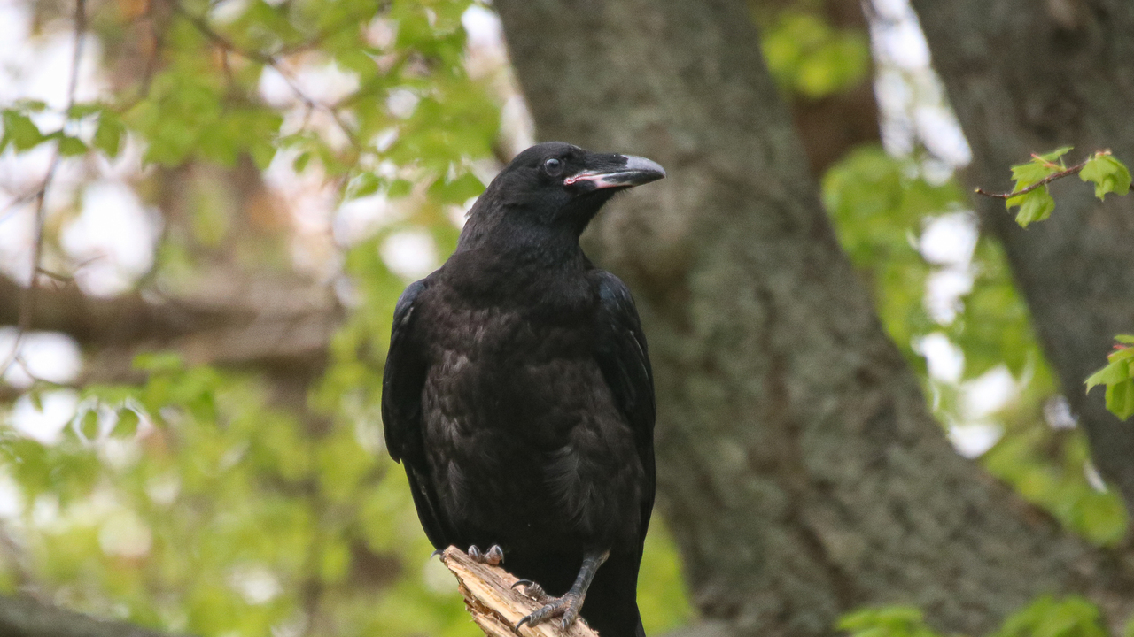 Juvenile Raven