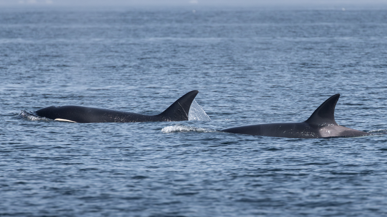 orca pod