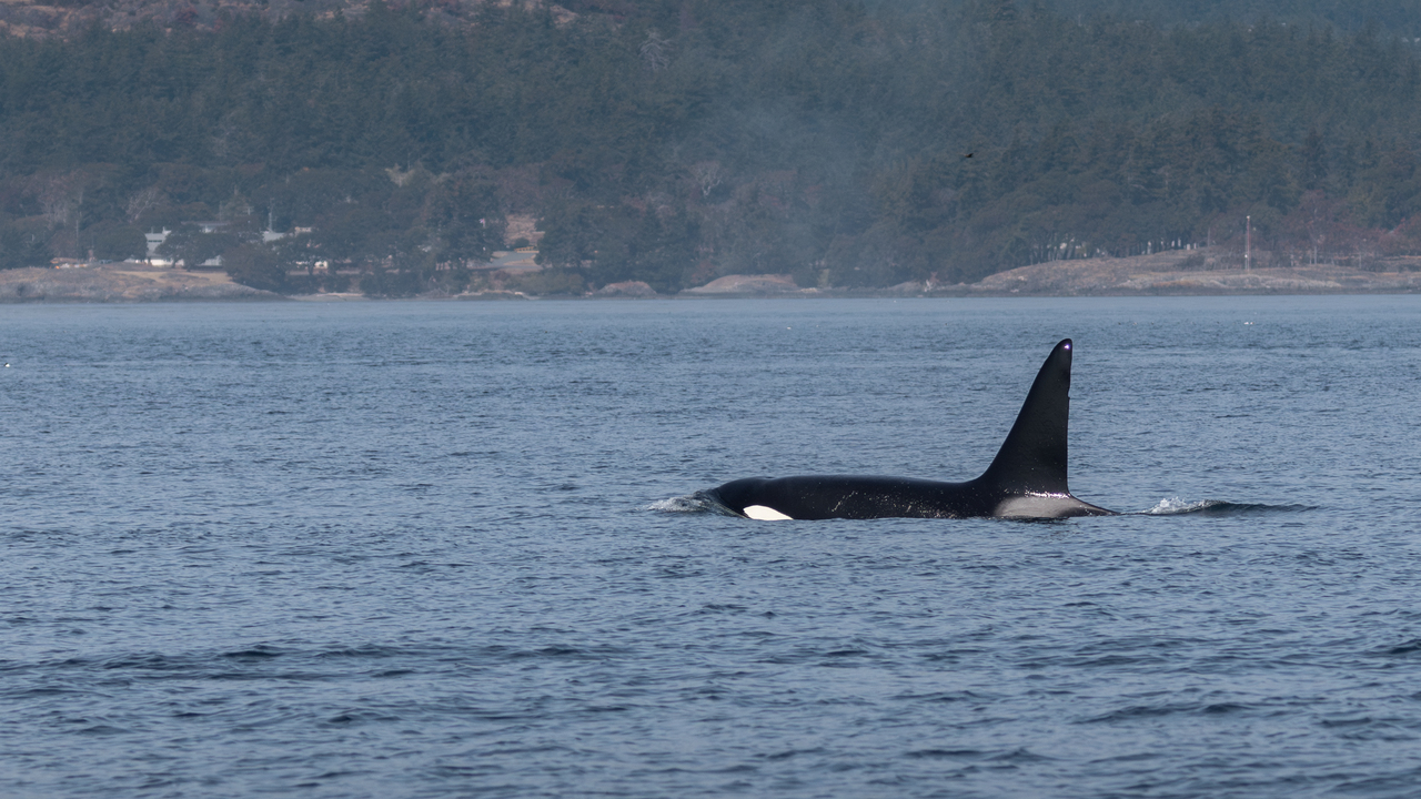 biggs killer whale
