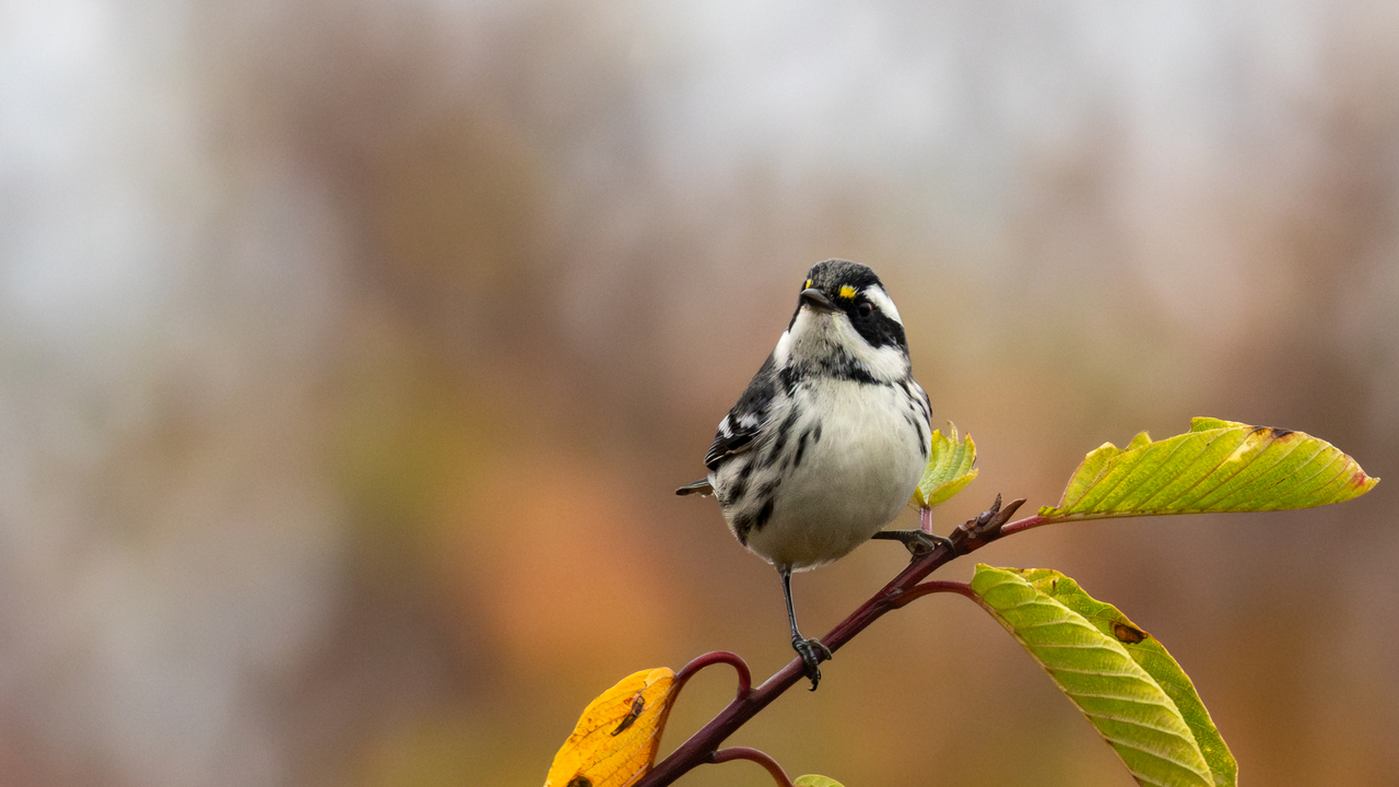 black-throated gray warbler