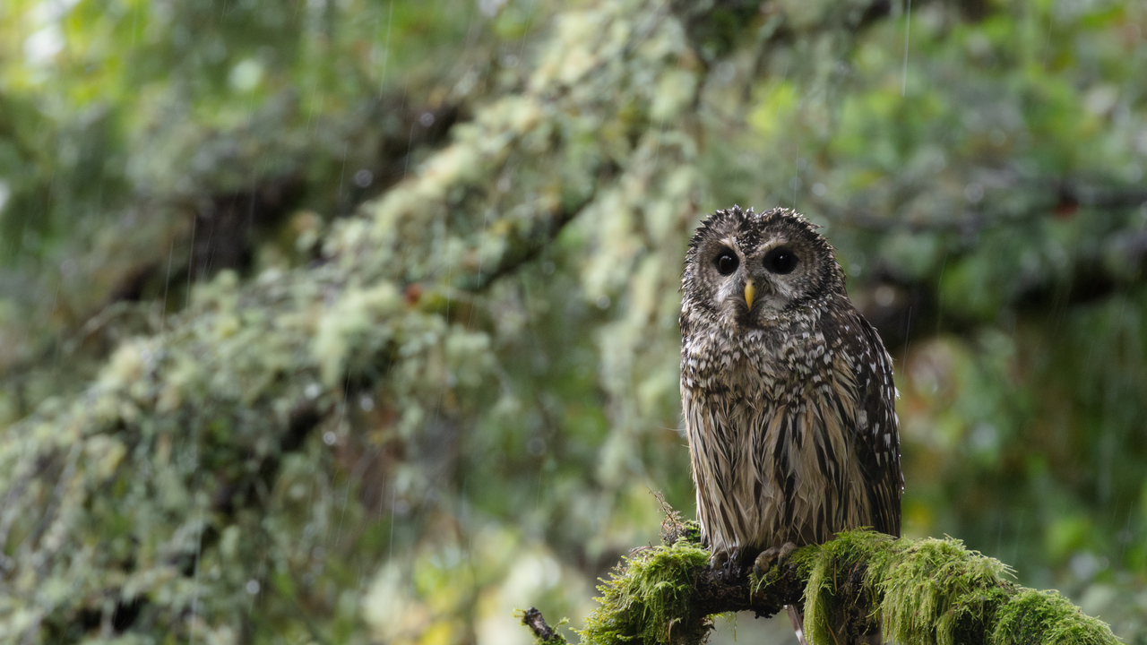 barred owl